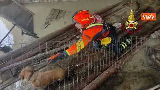 Alluvione Emilia Romagna, ecco il salvataggio di due cavalli