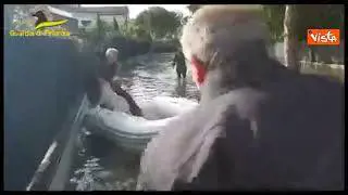 Alluvione in Emilia Romagna, la Guardia di Finanza salva cagnolini