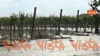 Alluvione Emilia-Romagna, ecco una vigna allagata nelle campagne di Forlì