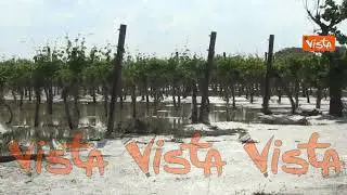 Alluvione Emilia-Romagna, ecco una vigna allagata nelle campagne di Forlì