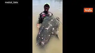 Catturato (e poi rilasciato) un pesce gatto di quasi tre metri nel fiume Po