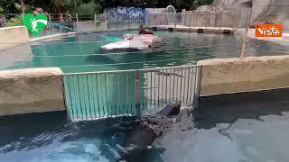 Al Bioparco di Roma è nata una otaria della California, le immagini del parto