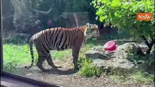 Le tigri del Bioparco di Roma ricevono ghiaccioli ripieni di carne contro il caldo estivo
