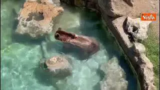 Caldo al Bioparco di Roma, per gli animali ghiaccioli di carne e frullati congelati