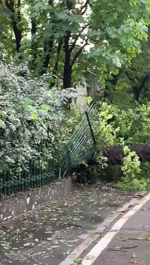 Tempesta su Milano: albero crollato in corso Sempione