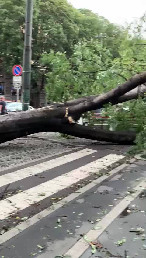 Maltempo a Milano, alberi sradicati dalla furia del vento in piazza Cairoli