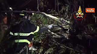 Maltempo in Friuli, le immagini degli alberi caduti a Gorizia