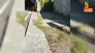 Capo Cantoniere Anas salva due cavalli e un asino che vagavano su una statale in provincia di Genova