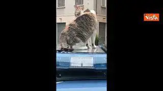 La gatta Romina, mascotte della Polizia, fa un giro sulla volante a Poggibonsi