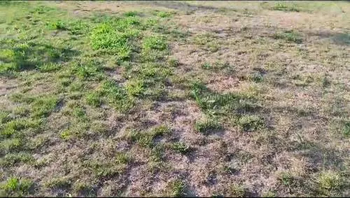 Manutenzione del verde praticamente inesistente al 'Parco 8 marzo' di Milano