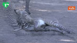 Eccezionale fiocco rosa al Bioparco di Roma, nata piccola zebra di una specie a rischio
