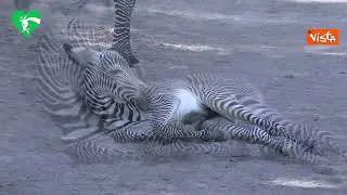 Eccezionale fiocco rosa al Bioparco di Roma, nata piccola zebra di una specie a rischio