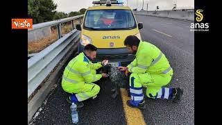 Anas salva su strada 1 animale ogni 5 giorni, l'abbandono sanzionato fino a 10 mila euro