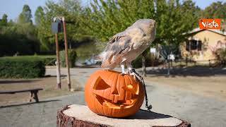 Gli animali dei parchi Costa in Romagna festeggiano Halloween con le zucche