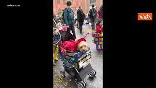 Ecco la Halloween Dog Parade 2023: a New York la sfilata di cani in costume