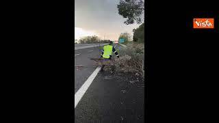 Maltempo in Toscana, la situazione sulla A11 e la A14. Alberi caduti e carreggiata allagata