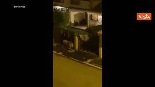 Leone fugge da circo Ladispoli, ecco l'animale a spasso tra le case, seguito dalle Forze dell'ordine