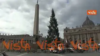 Ecco l'albero di Natale a Piazza San Pietro, viene dal Piemonte