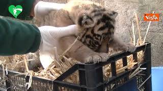 Nasce una cucciola di tigre di Sumatra al Bioparco di Roma, in natura ne restano 600