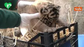 Nasce una cucciola di tigre di Sumatra al Bioparco di Roma, in natura ne restano 600