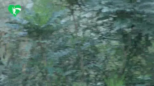 La cucciola di tigre di Sumatra nata al Bioparco di Roma