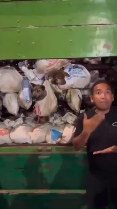 Cani trasportati per il macello in Indonesia: il video dell'orrore