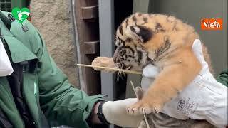 I primi controlli veterinari della cucciola di Tigre di Sumatra nata al Bioparco di Roma