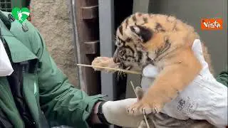 I primi controlli veterinari della cucciola di Tigre di Sumatra nata al Bioparco di Roma