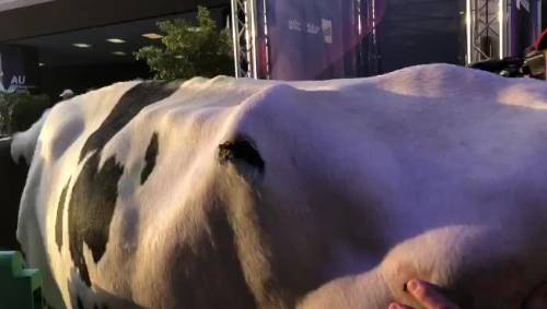 Agricoltori sfondano il green carpet di Sanremo con una mucca 