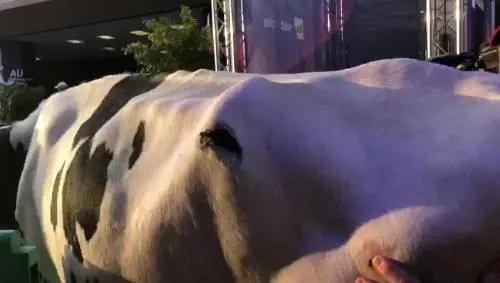 Agricoltori sfondano il green carpet di Sanremo con una mucca