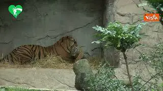 Il debutto di Kala, la tigrotta nata al Bioparco di Roma. Ha tre mesi e sarà visibile al pubblico