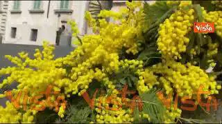 Otto marzo, l'ingresso del Quirinale addobbato dalle mimose