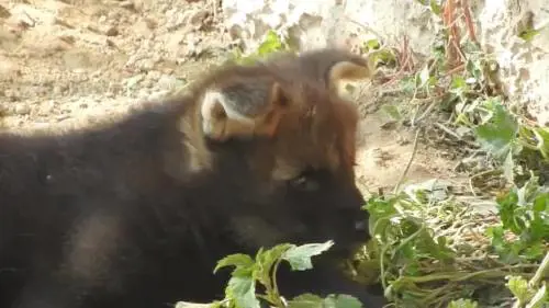 I baby lupetti del Parco Natura Viva di Bussolengo escono dalle tane