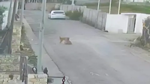 L'attimo in cui l'automobilista sterza per investire la cagnolina, il video choc