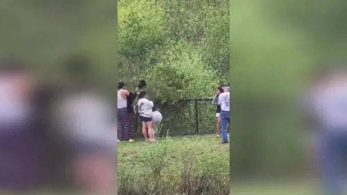 Cuccioli d'orso feriti per un selfie: polemica negli Stati Uniti