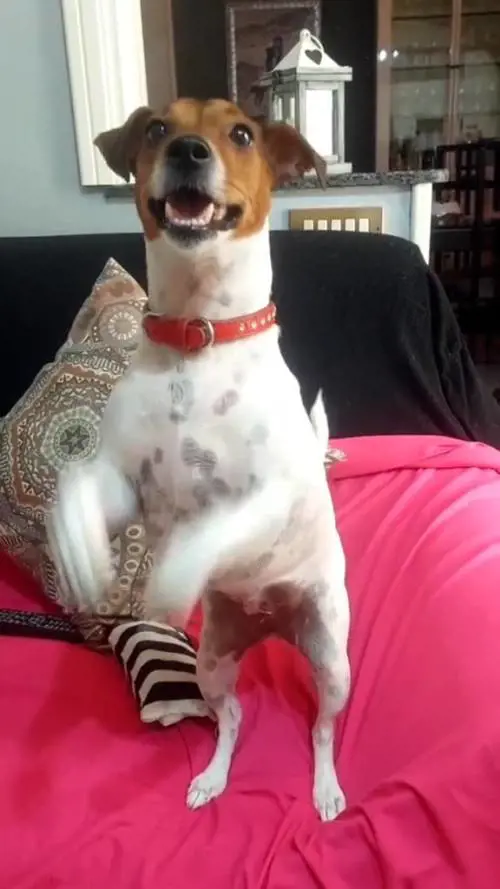 Jessy e Sasha, il video virale del Jack Russell più famoso di TikTok