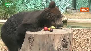 L'orso Kuma dal Bioparco di Roma a un bosco tedesco, ora vivrà in semi-libertà