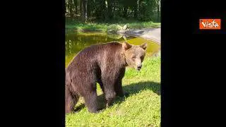 Primi passi per orso Kuma nel suo nuovo habitat in Baviera. L'animale trasferito da Bioparco di Roma