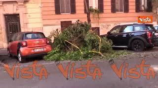 Bomba d'acqua su Roma, rami spezzati e alberi danneggiati nel quartiere Prati, le immagini