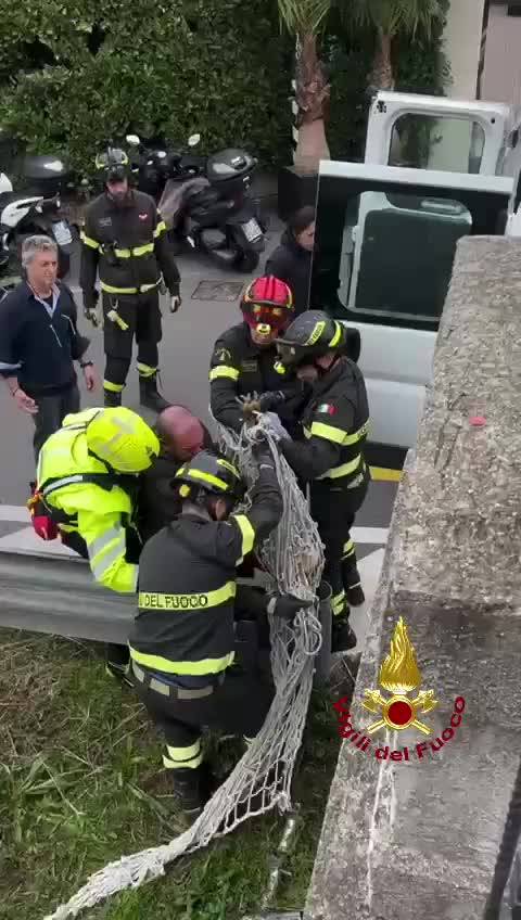 I vigili del fuoco salvano un capriolo dalle acque dell'Alzaia Naviglio Grande