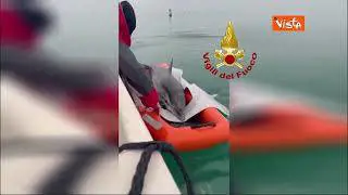 Salvato dai vigili del fuoco un delfino intrappolato nella secca della laguna di Lignano