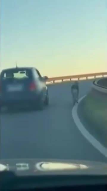 Cane trascinato dall'auto in corsa a Carpi: il video choc