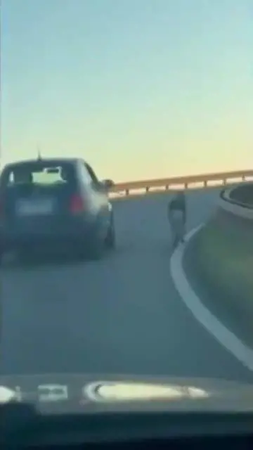 Cane trascinato dall'auto in corsa a Carpi: il video choc