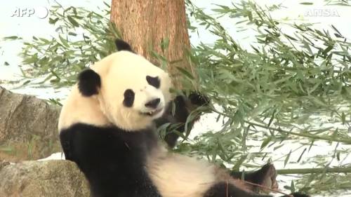 I panda giganti Bao Li e Qing Bao fanno il loro debutto allo zoo di Washington