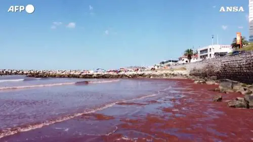 Argentina, "marea rossa" ricopre una spiaggia