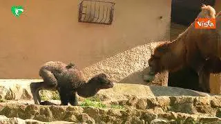 Fiocco azzurro al Bioparco di Roma, è nato il cammellino Frosy