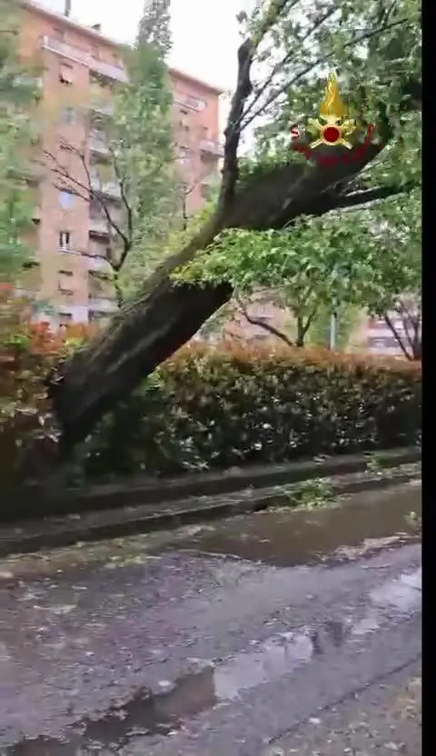 I danni del maltempo a Milano: un albero contro la facciata di un palazzo