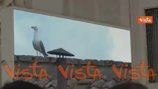 Conclave 2025, le immagini del gabbiano accanto al comignolo della Cappella Sistina nei maxischermi