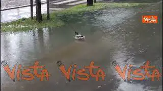 Maltempo a Milano, una papera scambia una pozzanghera per uno stagno