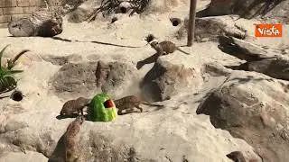 Ghiaccioli di frutta per gli animali del Bioparco di Roma contro il caldo, ecco i suricati